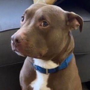 Meet your Posher, Brenda